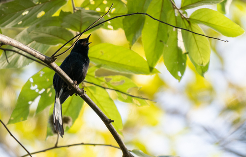 White-vented Shama (Copsychus niger), photo 2