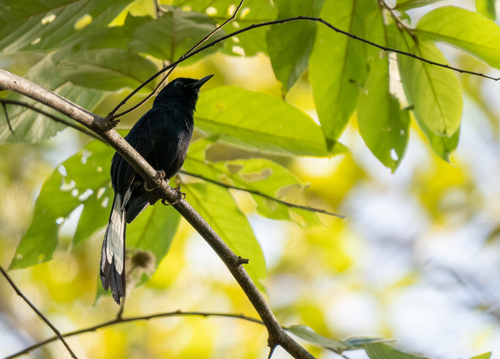 White-vented Shama (Copsychus niger), photo 7