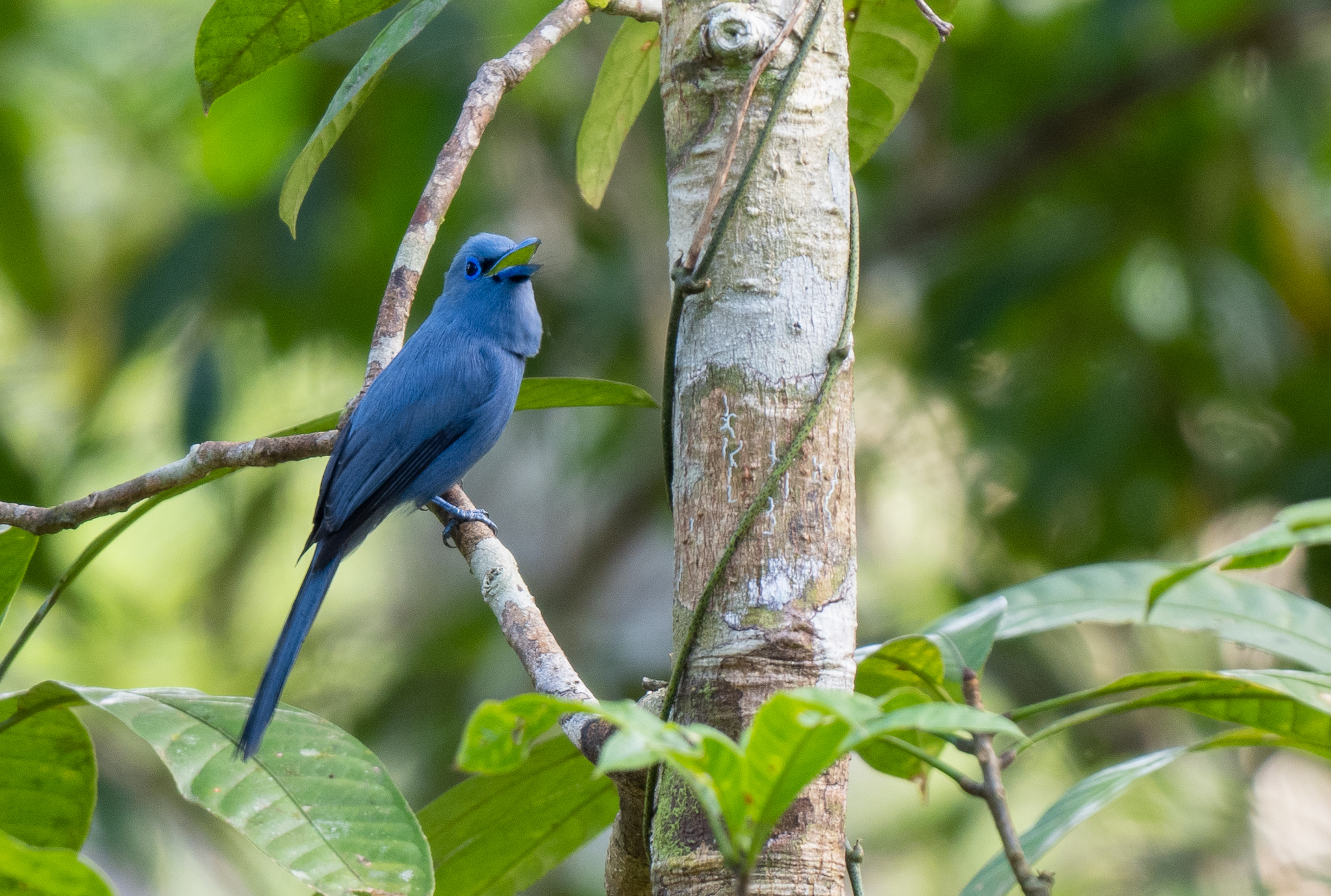 Blue Paradise Flycatcher (Terpsiphone cyanescens), photo 6