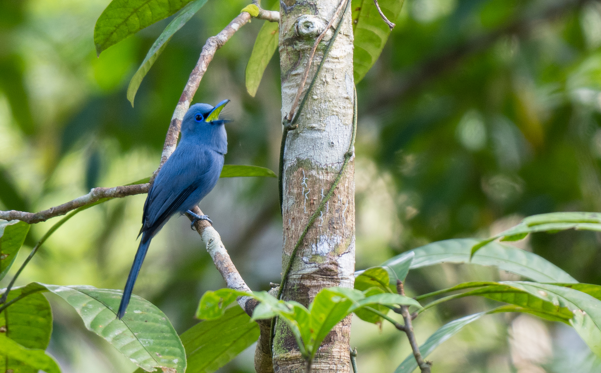 Blue Paradise Flycatcher (Terpsiphone cyanescens), photo 7