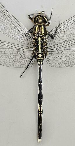 Slender Skimmer