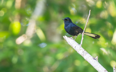 White-Vented Shama photo 2