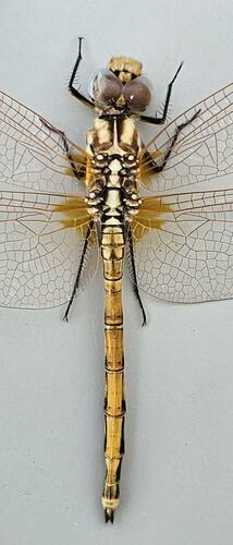 Red-veined Dropwing