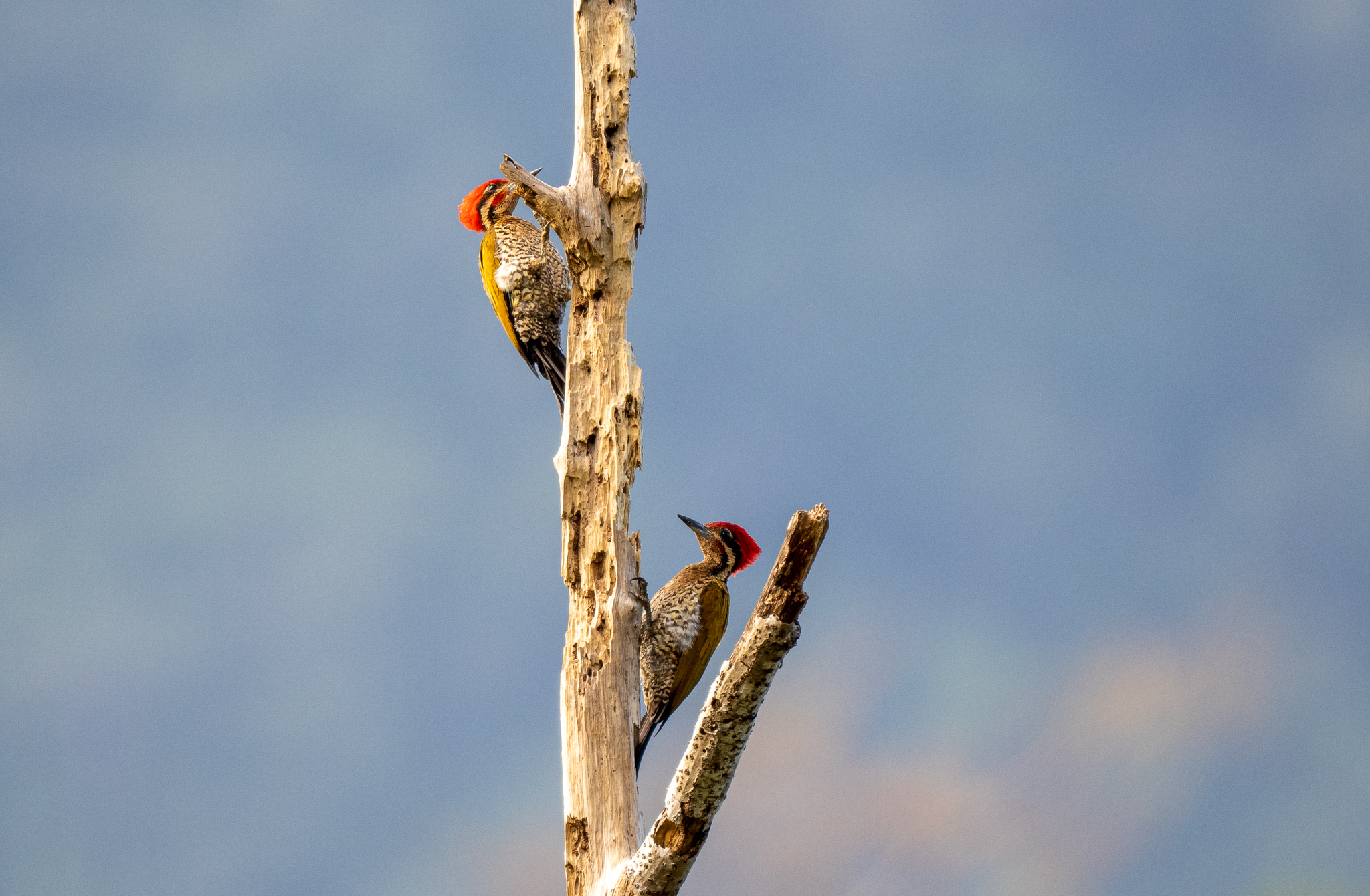 Spot-throated Flameback (Dinopium everetti), photo 10