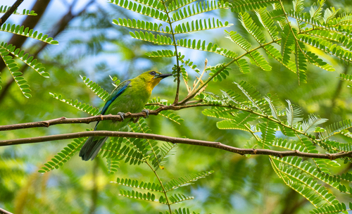 Yellow-throated Leafbird (Chloropsis palawanensis), photo 3