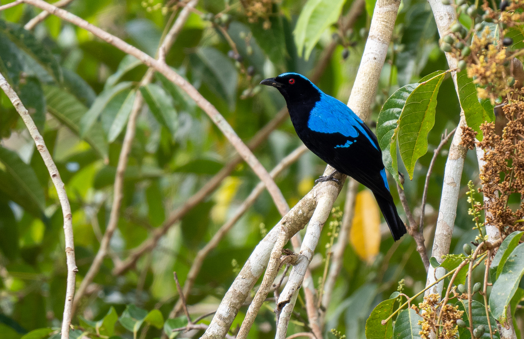Palawan Fairy-bluebird photo