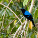 Palawan Fairy-Bluebird - Photo (c) Forest Botial-Jarvis, some rights reserved (CC BY-NC), uploaded by Forest Botial-Jarvis