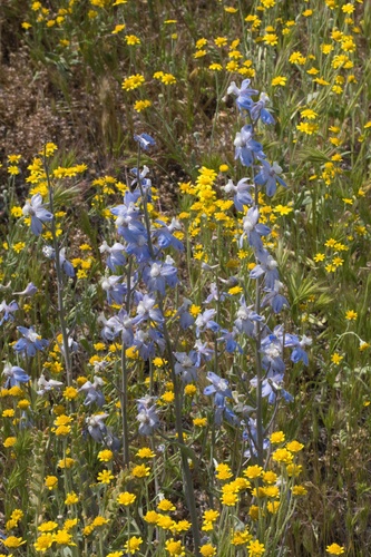 Image of Delphinium recurvatum by (c) Madeleine Claire, some rights reserved (CC BY)
