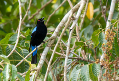 Palawan Fairy-Bluebird photo 2