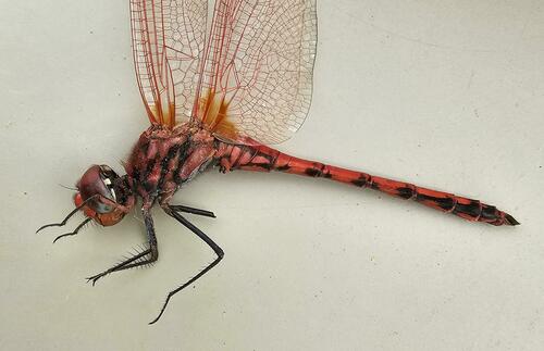 Red-veined Dropwing