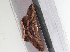 Ruttellerona pseudocessaria