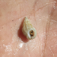 Nassarius nodicinctus