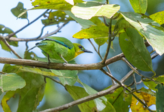 Yellow-Throated Leafbird photo 5