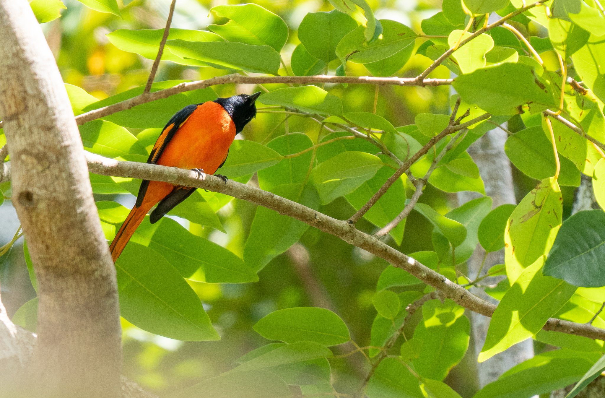 Fiery Minivet (Pericrocotus igneus), photo 8