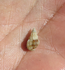 Nassarius nodicinctus