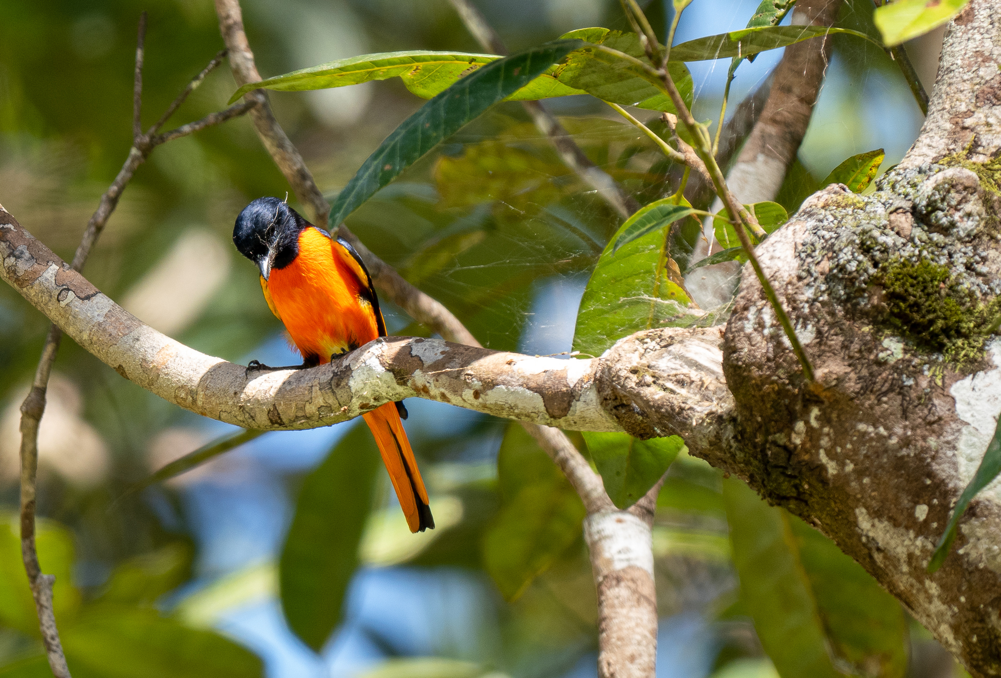 Fiery Minivet (Pericrocotus igneus), photo 9
