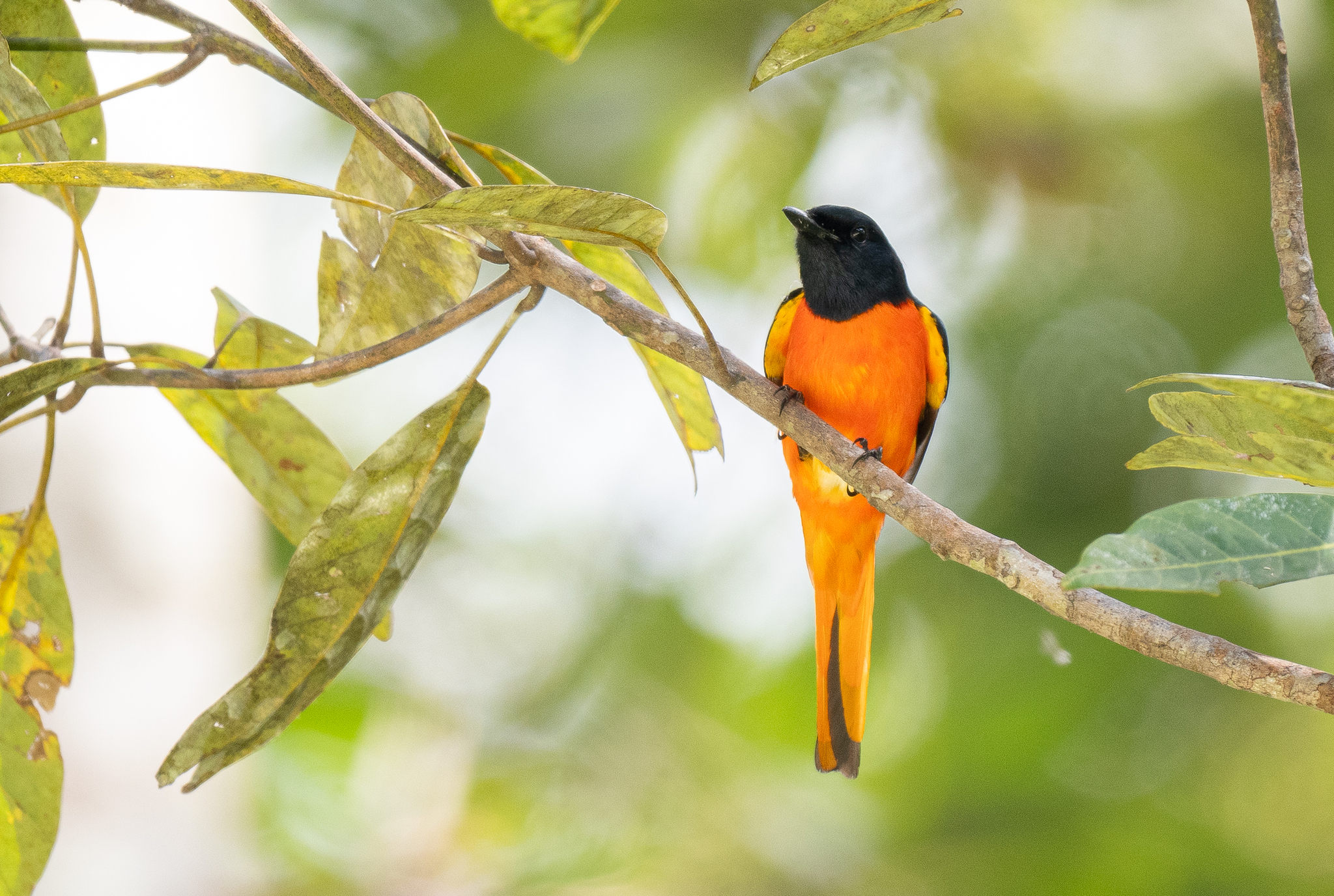 Fiery Minivet (Pericrocotus igneus), photo 10