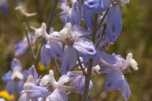 Image of Delphinium recurvatum by (c) Madeleine Claire, some rights reserved (CC BY)