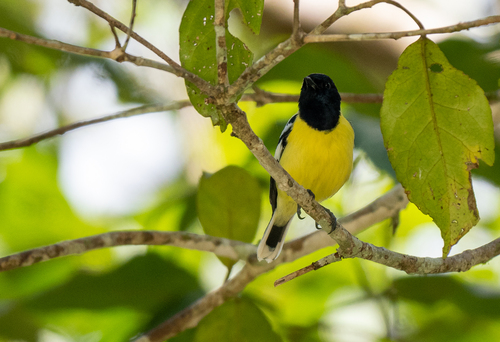 Palawan Tit (Periparus amabilis)