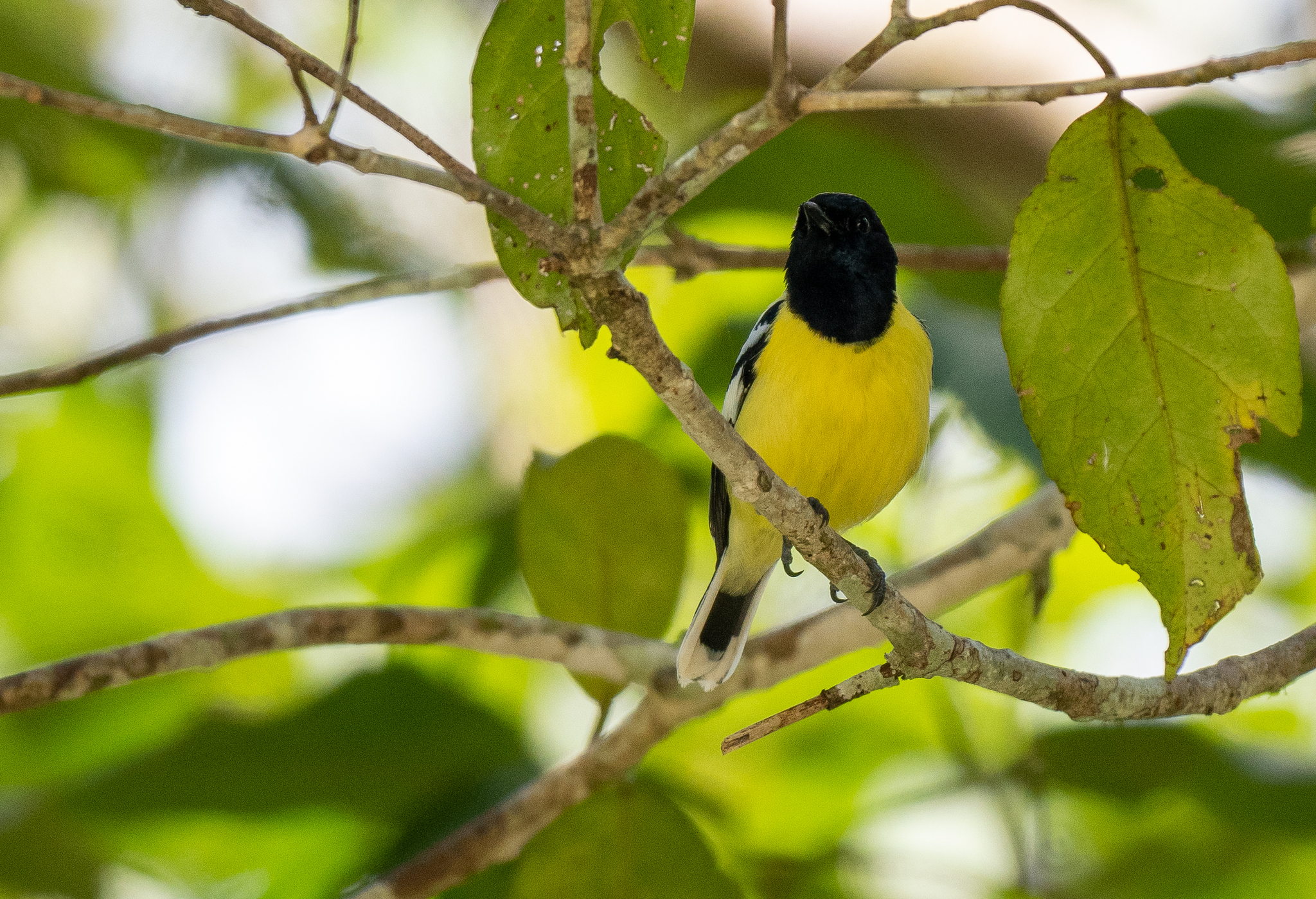 Palawan Tit (Periparus amabilis), photo 1