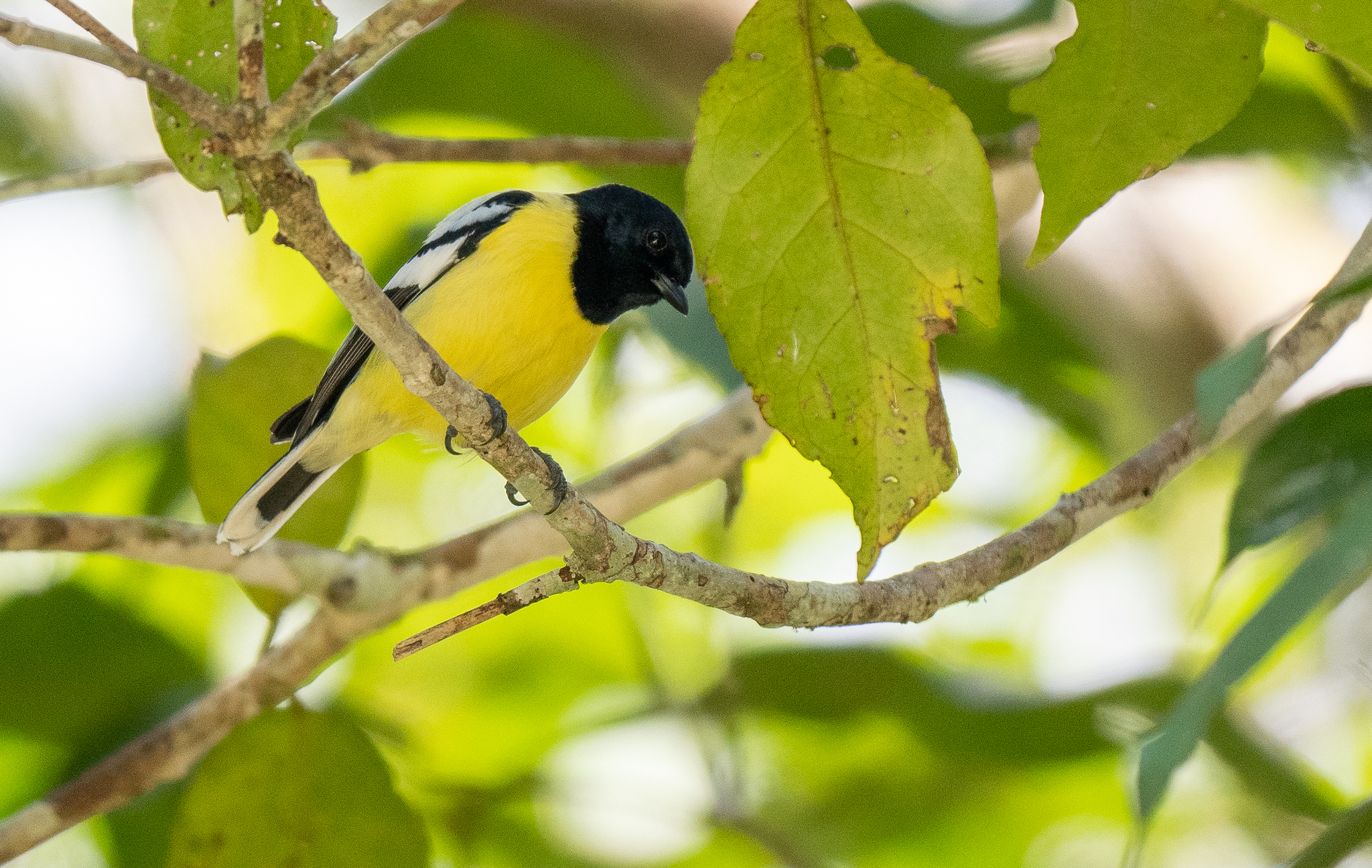 Palawan Tit (Periparus amabilis), photo 2