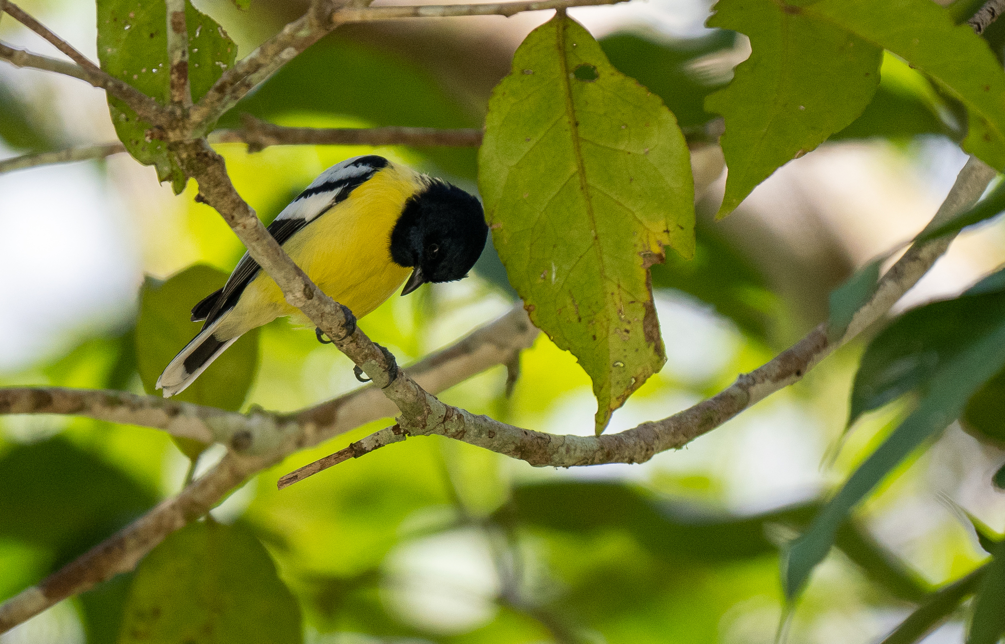 Palawan Tit (Periparus amabilis), photo 3