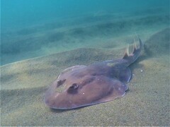 Cortez Numbfish photo 3