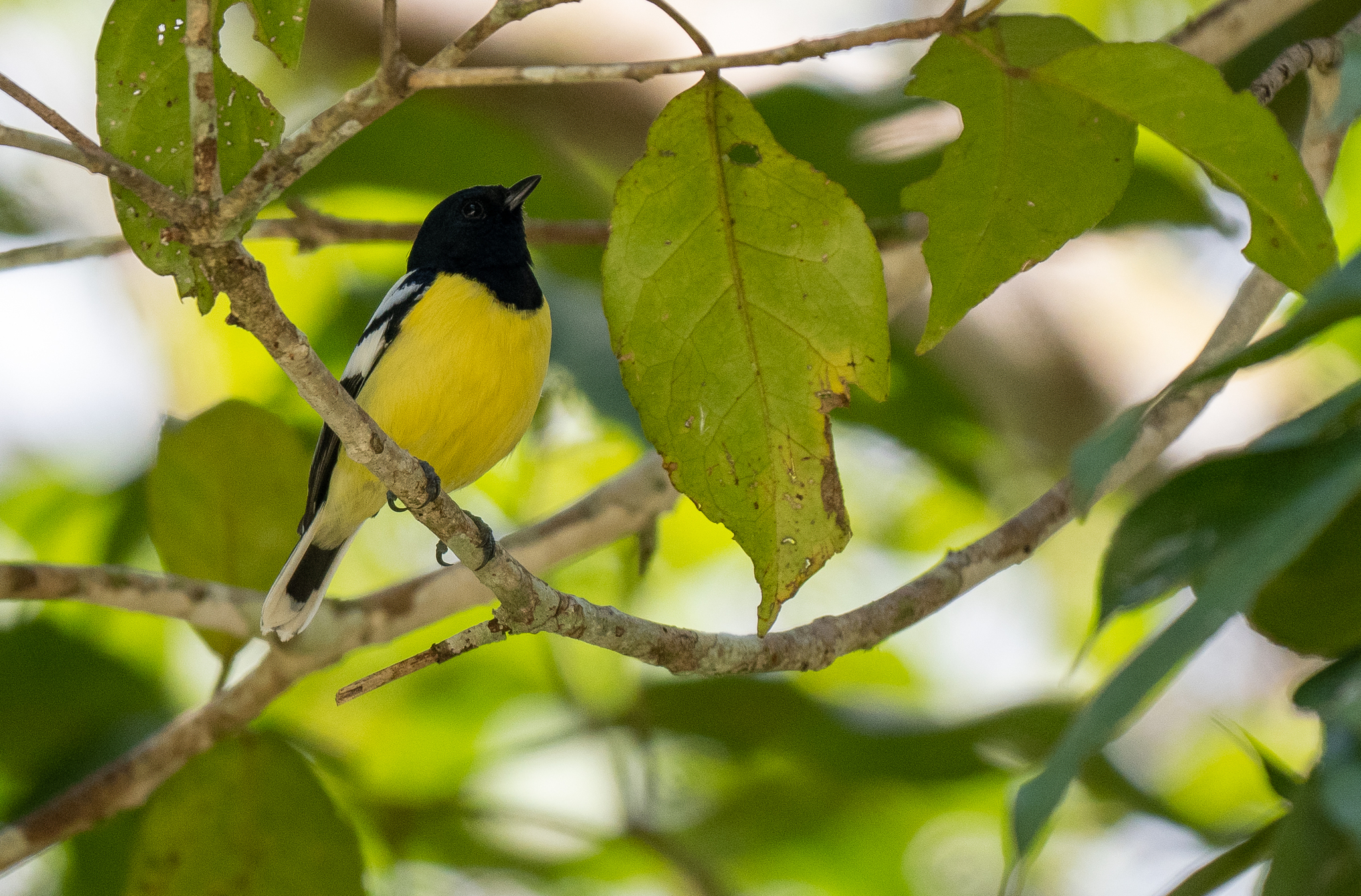 Palawan Tit (Periparus amabilis), photo 4