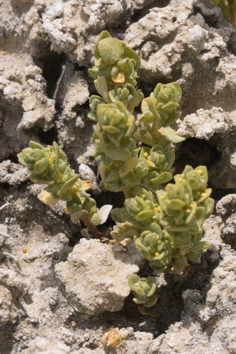 Image of Atriplex flavida by (c) Madeleine Claire, some rights reserved (CC BY)