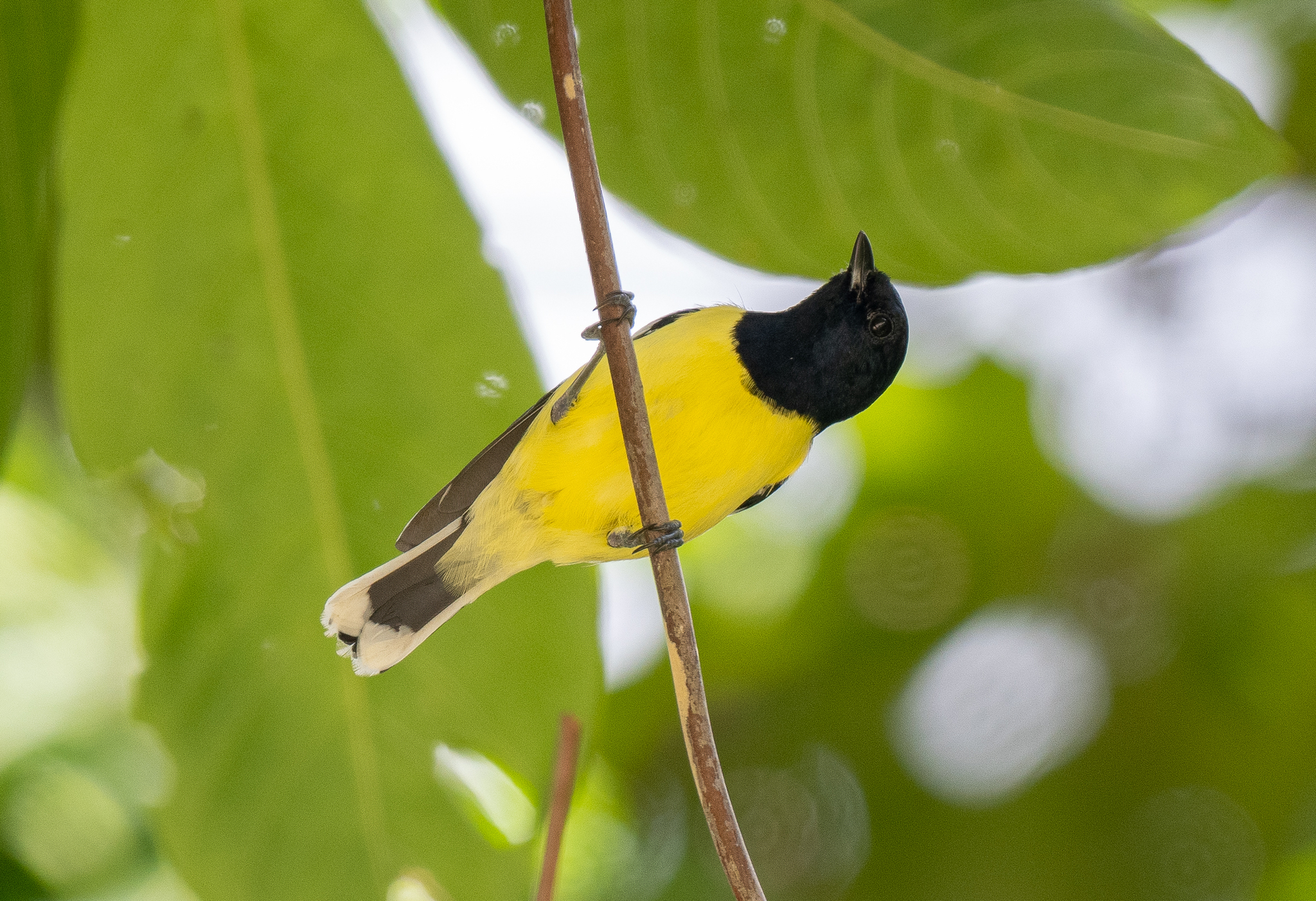 Palawan Tit (Periparus amabilis), photo 5