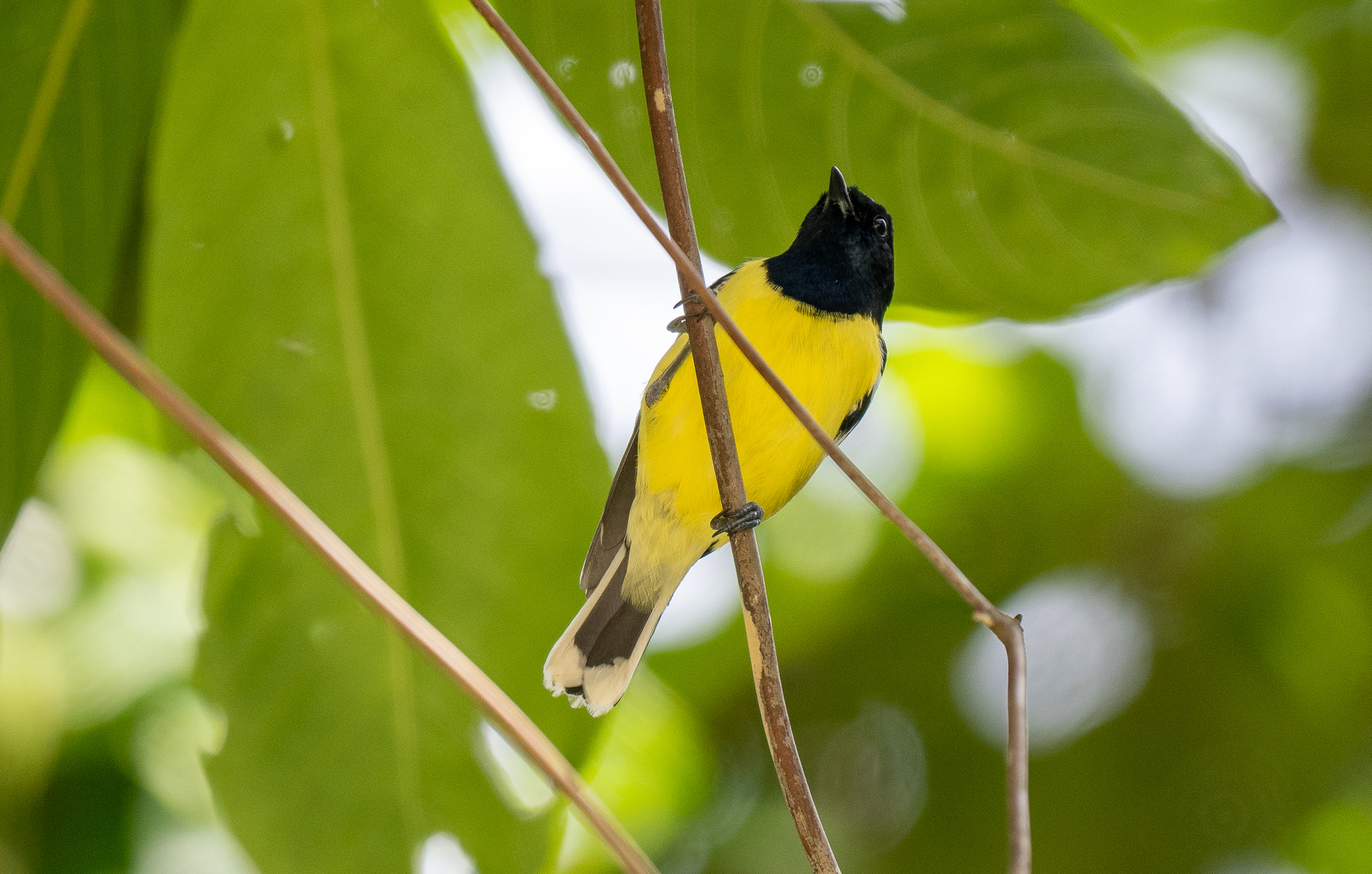 Palawan Tit (Periparus amabilis), photo 6