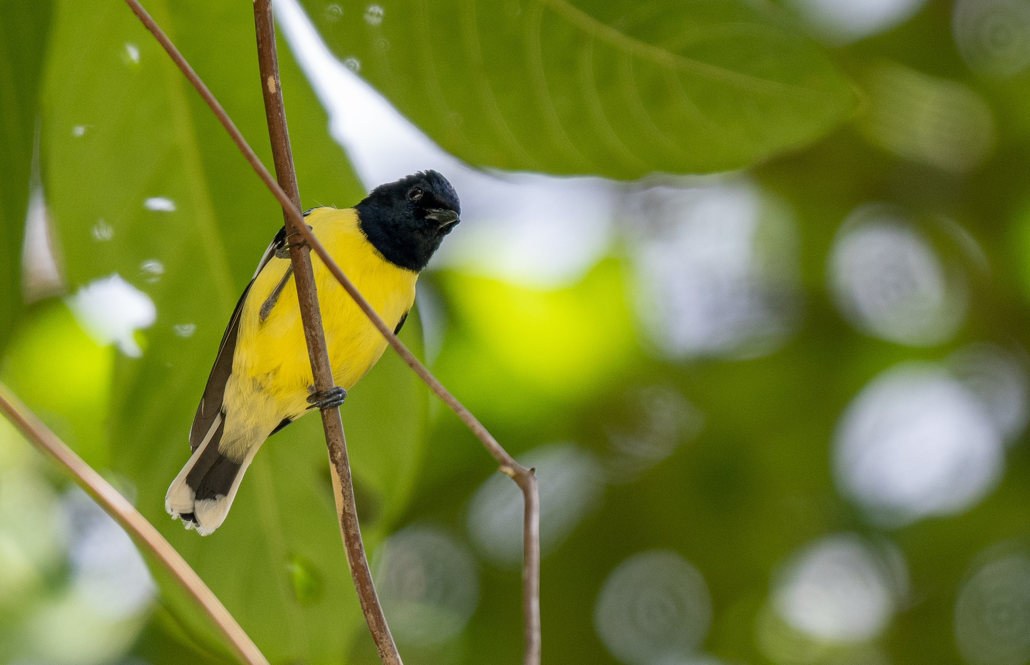 Palawan Tit (Periparus amabilis), photo 7