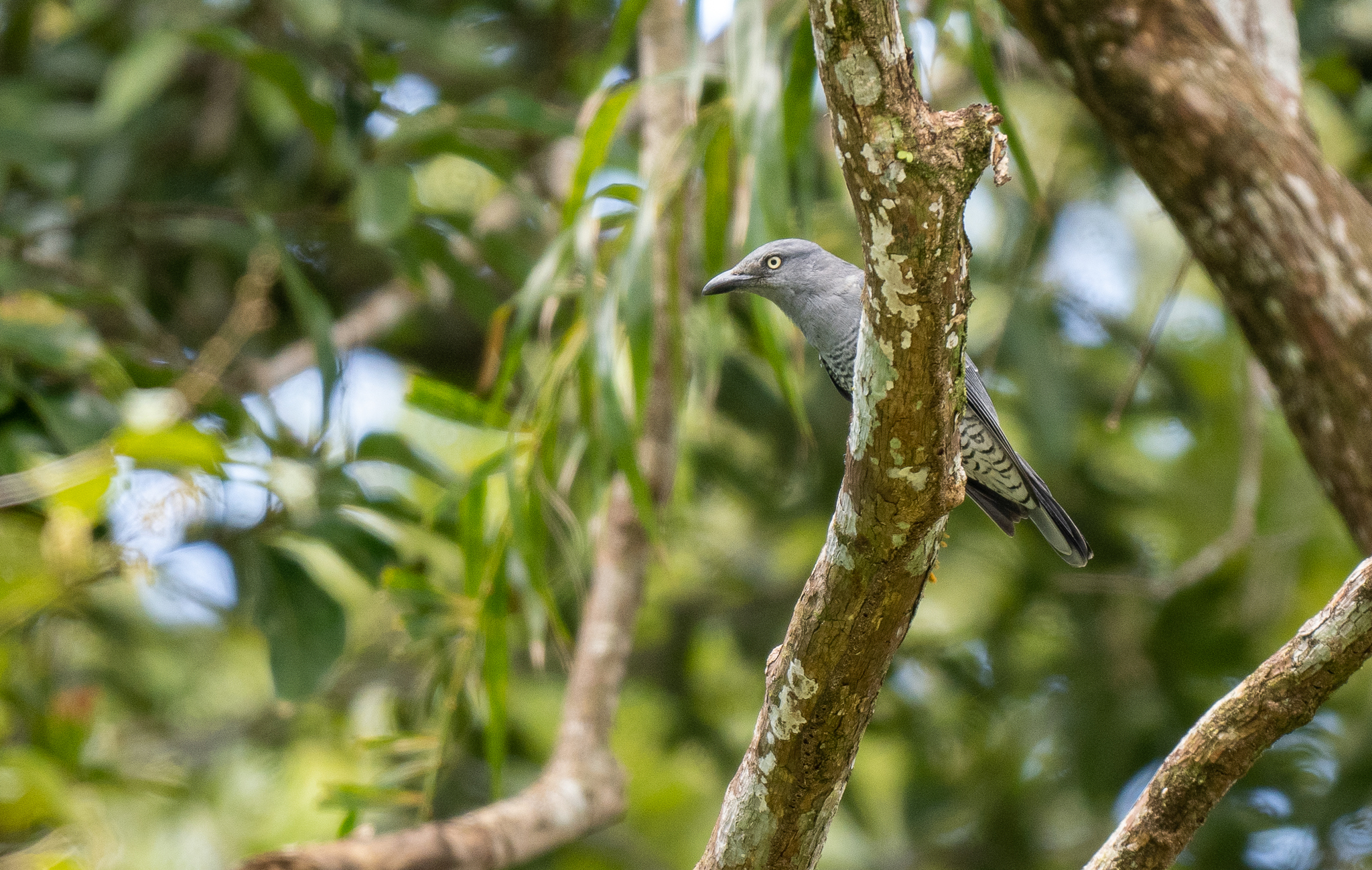 Bar-bellied Cuckooshrike (Coracina striata), photo 9