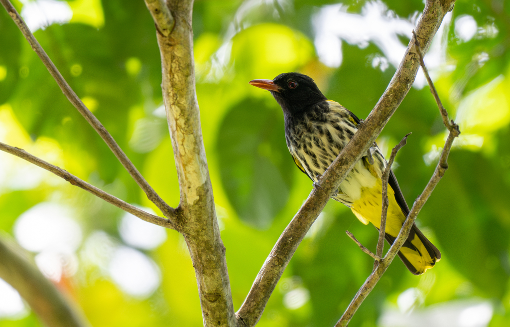 Ventriloquial Oriole photo
