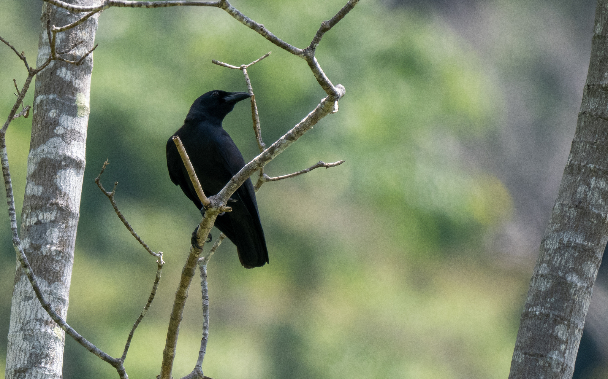 Palawan Crow (Corvus pusillus), photo 5