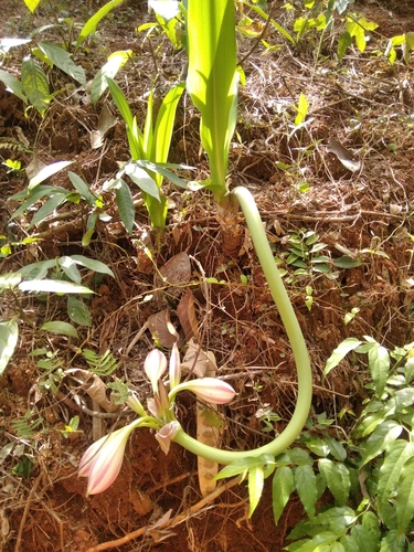 Foto de Lírio-do-brejo
