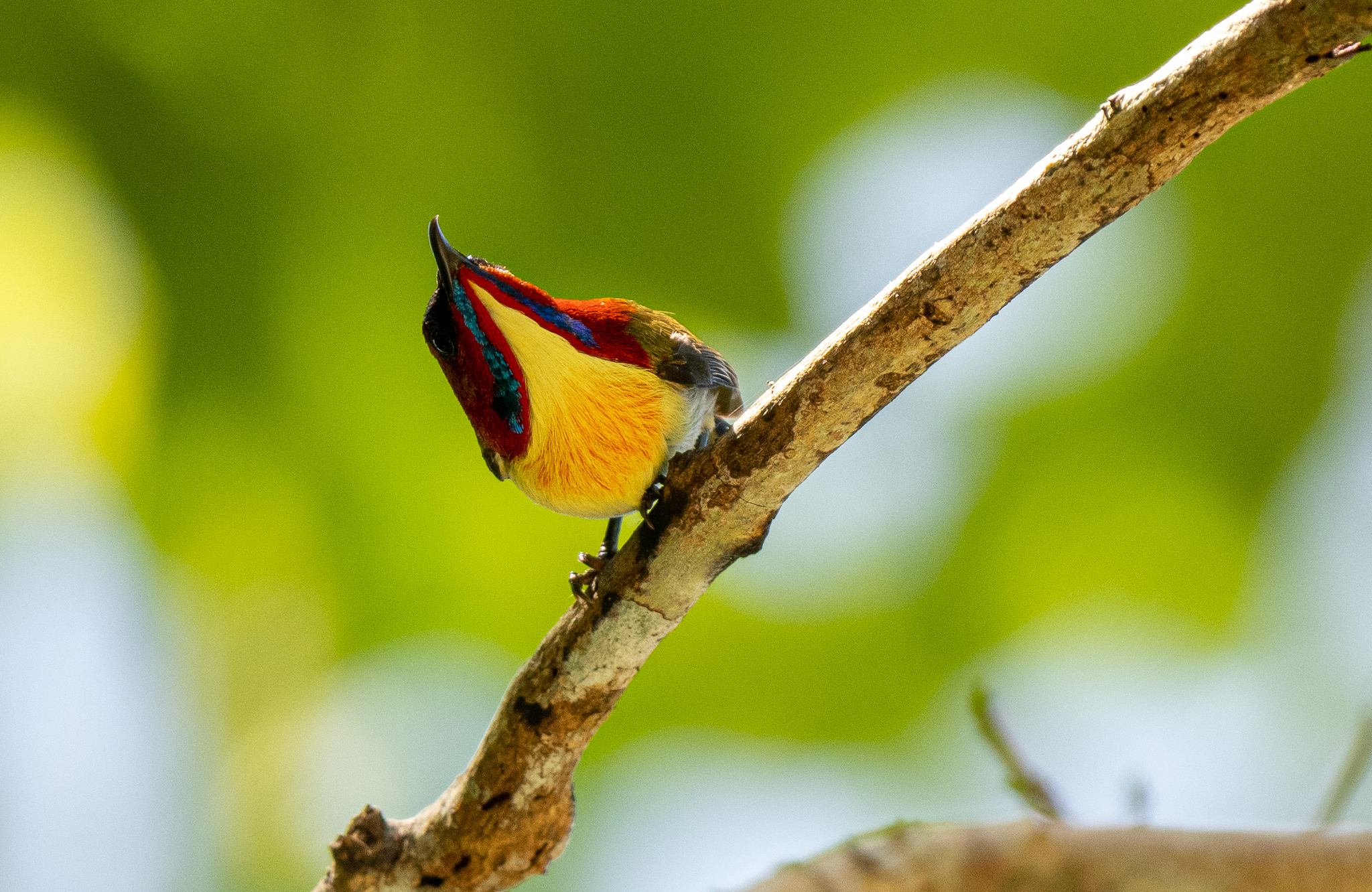 Lovely Sunbird (Aethopyga shelleyi), photo 7