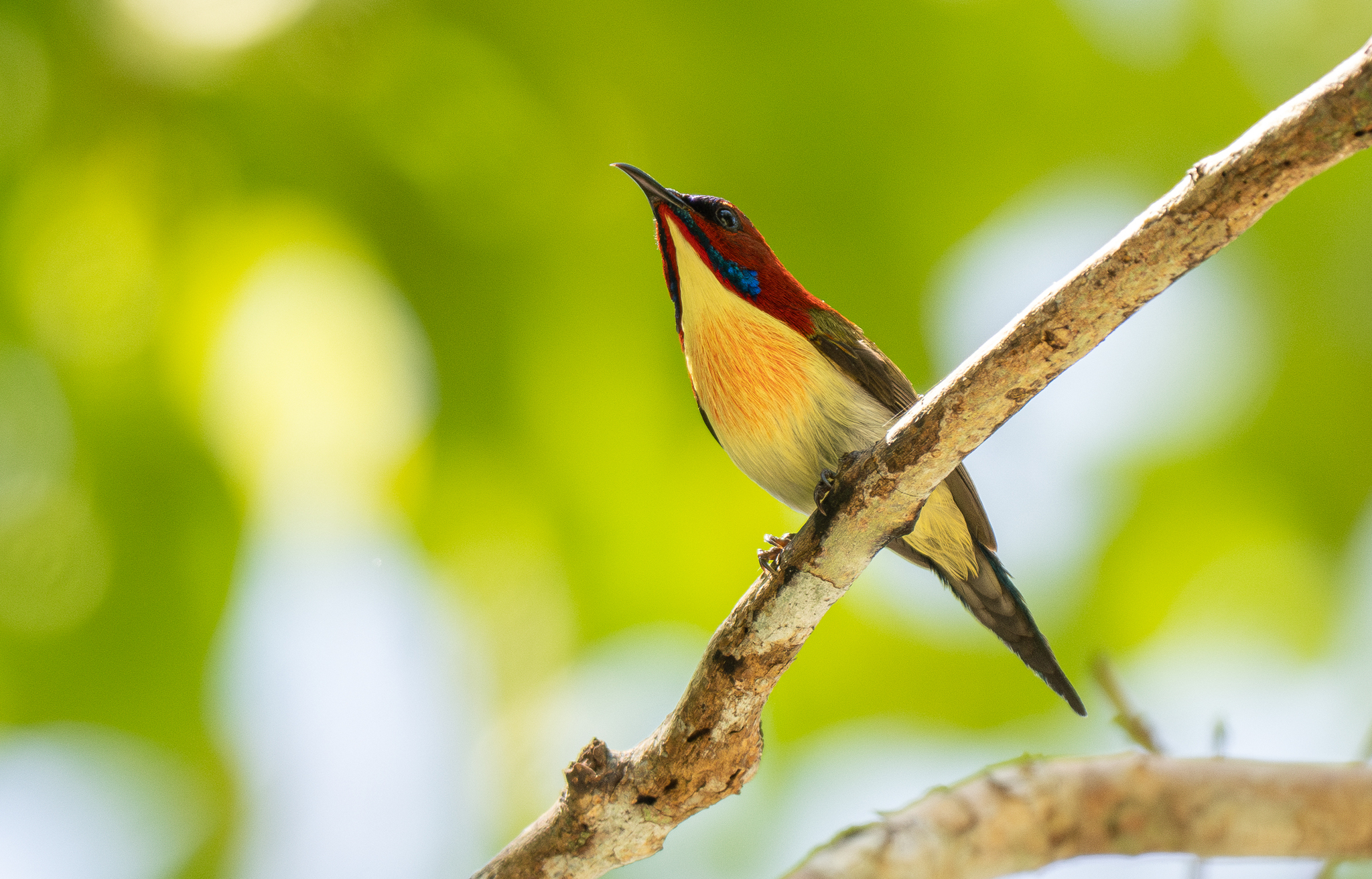 Lovely Sunbird (Aethopyga shelleyi), photo 8