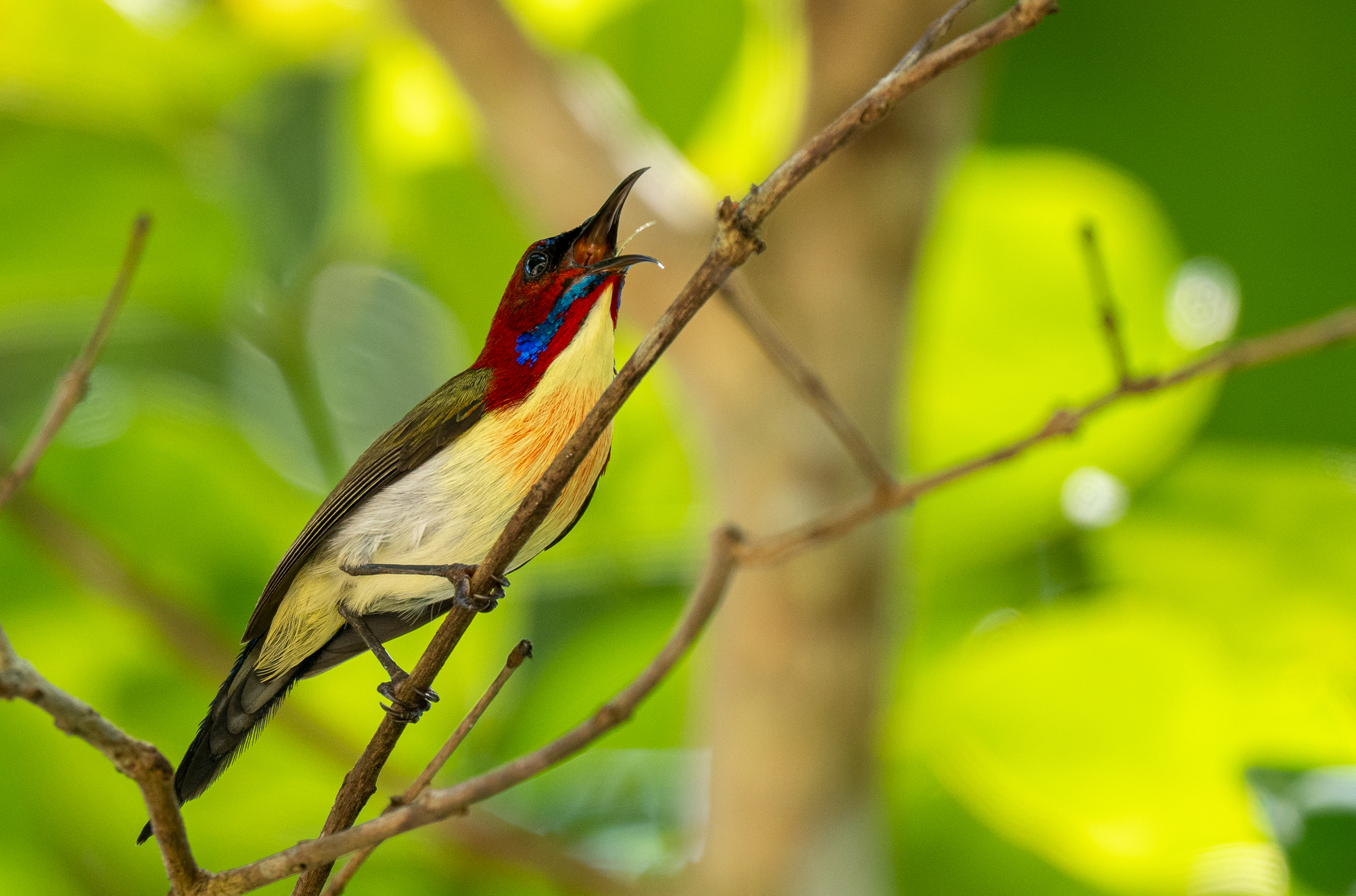 Lovely Sunbird (Aethopyga shelleyi), photo 9