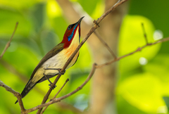 Lovely Sunbird photo 2