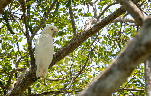 Red-vented Cockatoo (Cacatua haematuropygia), photo 9