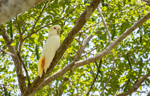 Red-vented Cockatoo (Cacatua haematuropygia), photo 10