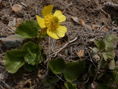 Ranunculus insignis