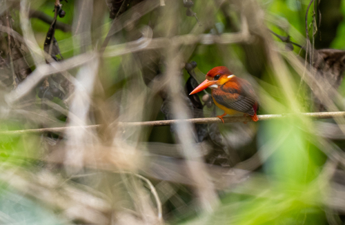 Rufous-backed Dwarf Kingfisher (Ceyx rufidorsa), photo 8
