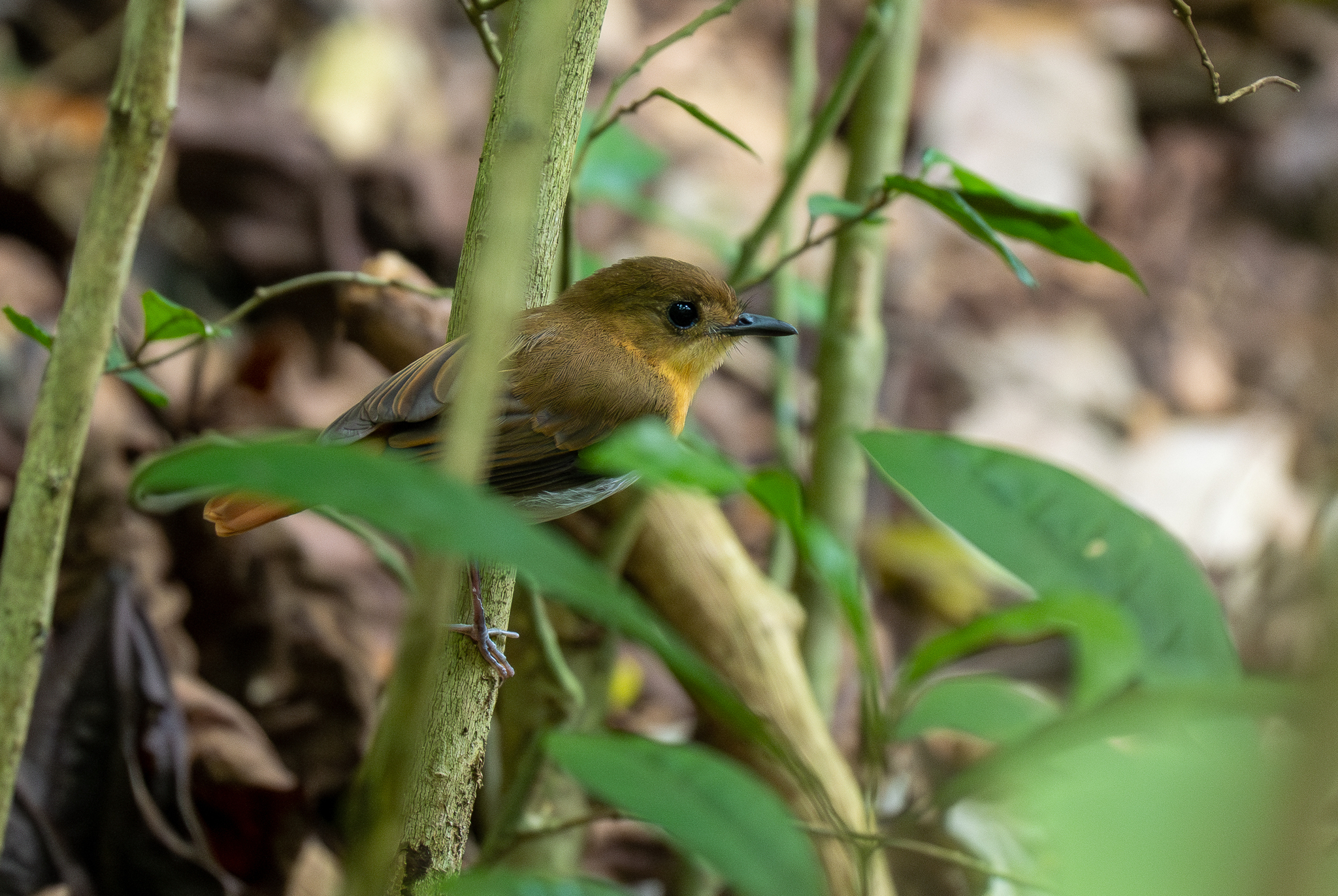 Palawan Flycatcher (Ficedula platenae), photo 4