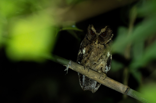 Palawan Scops Owl (Otus fuliginosus), photo 6