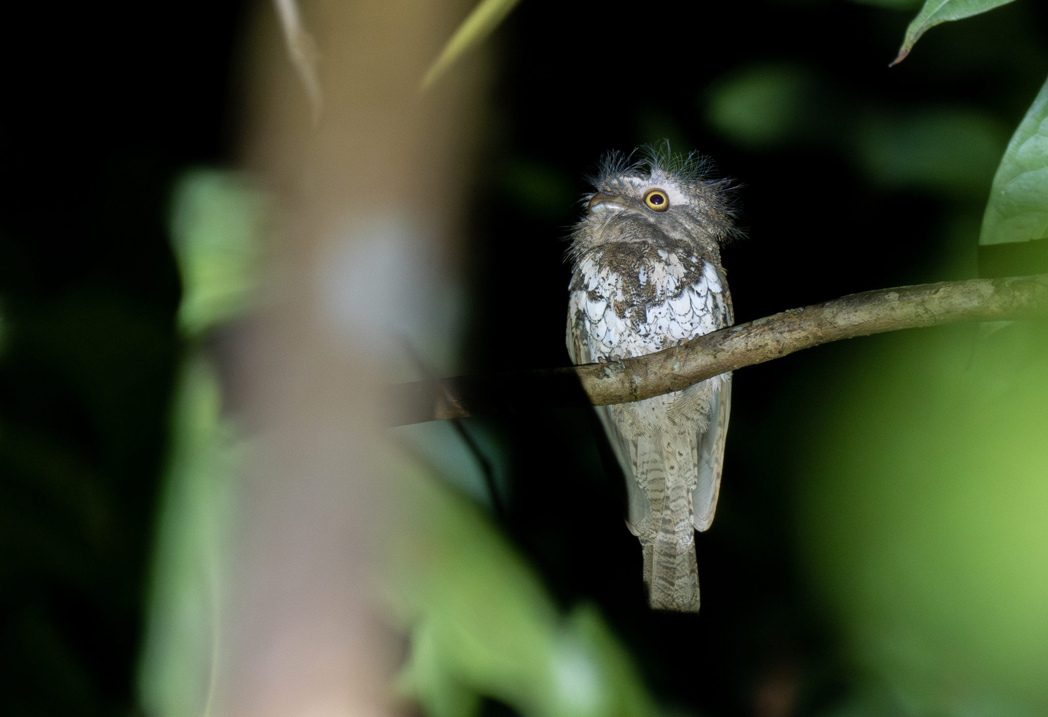 Palawan Frogmouth (Batrachostomus chaseni), photo 2