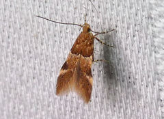 Theisoa constrictella