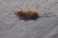 Meteorinae