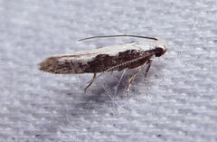 Agnippe prunifoliella